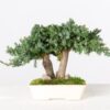 Bonsai Procumbens - 15 cm