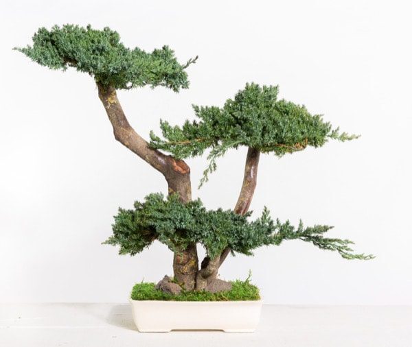 Bonsai Procumbens - 50 cm