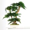 Bonsai Procumbens - 70 cm